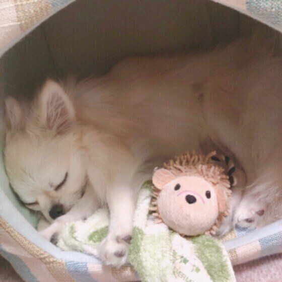 おやすみ中の虹郎ちゃん