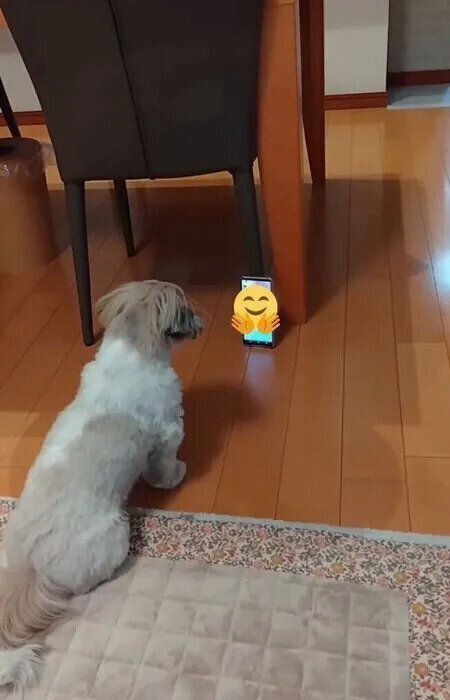 テレビ電話を見つめるリロちゃん