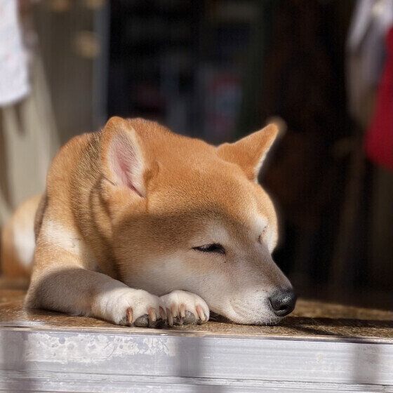犬のひなたぼっこにはどんな効果がある？ 犬が日光浴をするメリットと注意点 いぬのきもち