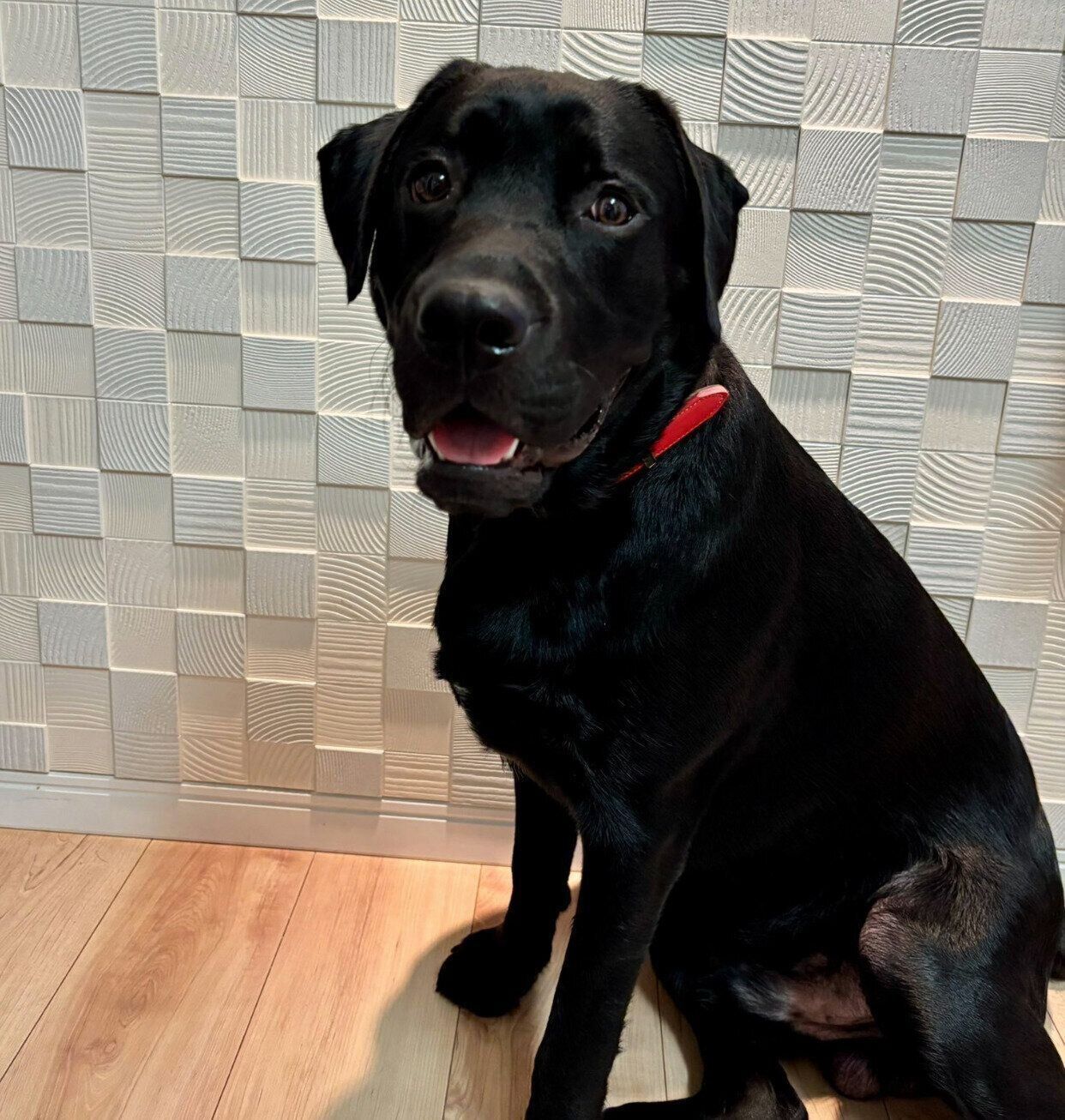 生後8カ月のころに撮影したアポロくん