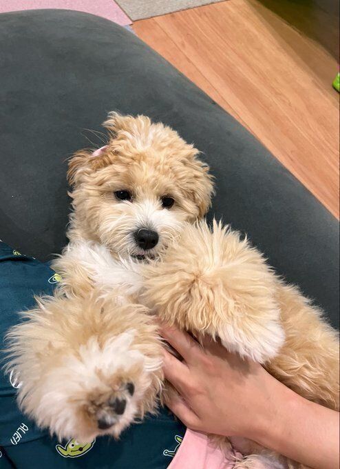 飼い主さんに撫でられる犬