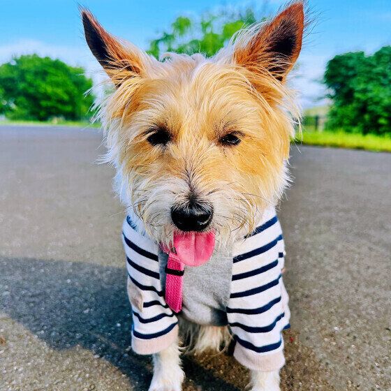 散歩するジャック・ラッセル・テリア