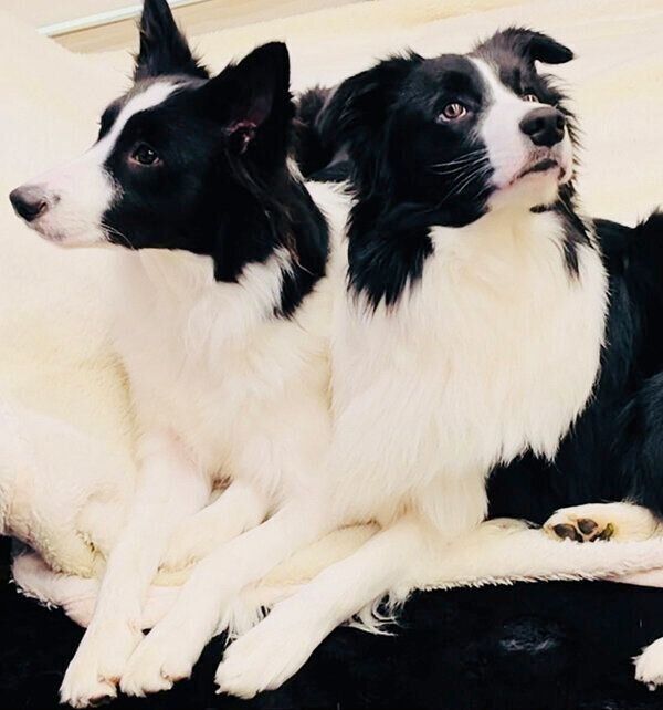 チロルくんとノエルちゃん