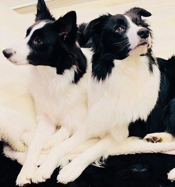 チロルくんとノエルちゃん