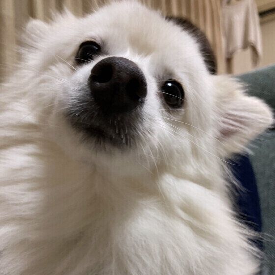 ポメラニアン いぬのきもち