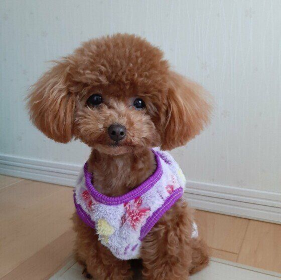 トイ・プードルのみらいちゃん