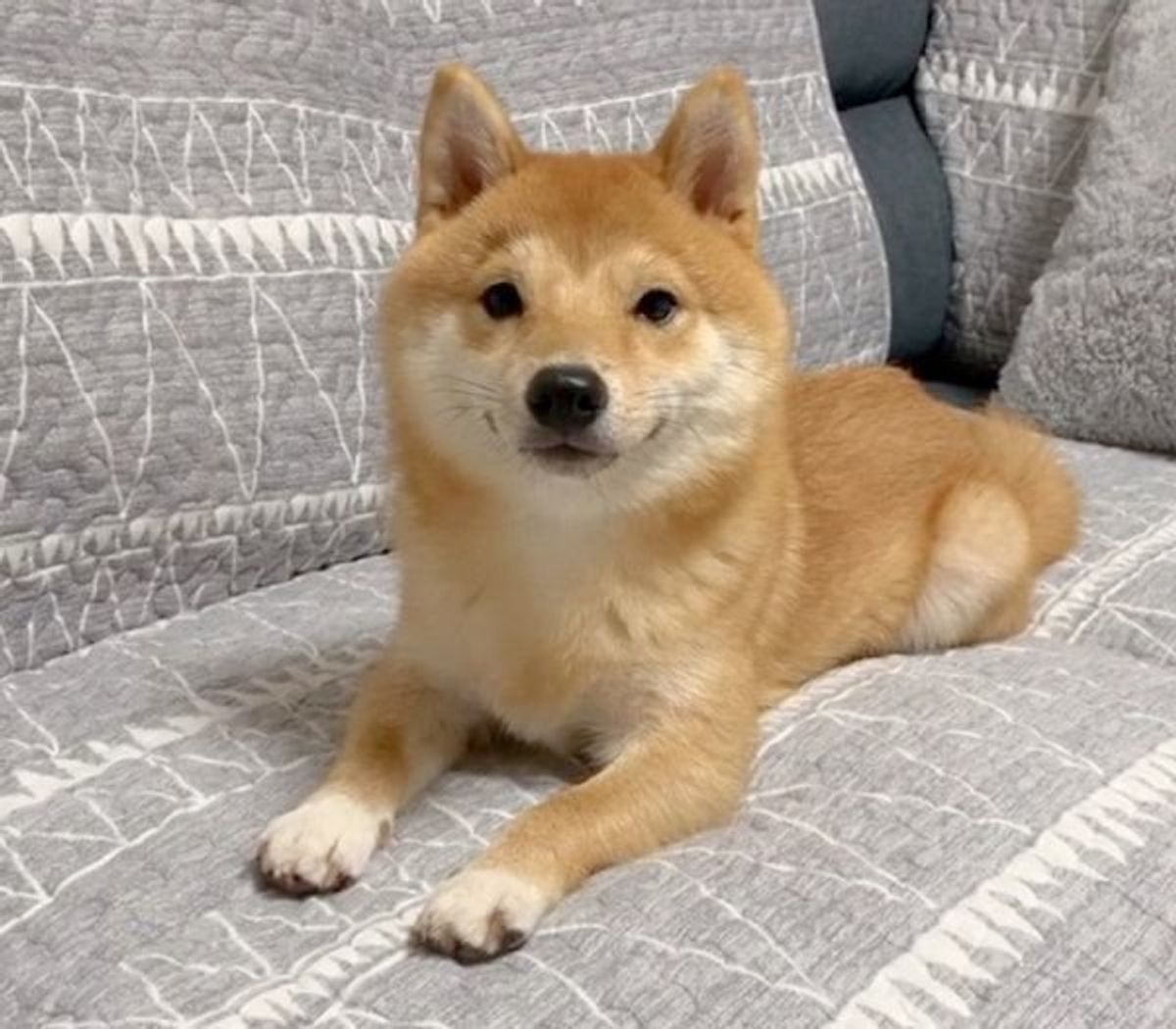 両津勘吉 ミッキーマウス カモメ眉 ができた豆柴がかわいすぎると反響 いぬのきもちweb Magazine 両津勘吉 ミッキーマウス カモメ眉 ができた豆柴がかわいすぎると反響 いぬのきもちweb Magazine