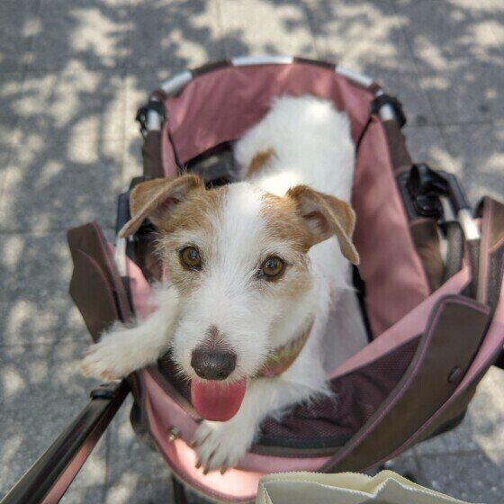  ジャック・ラッセル・テリアのさくらちゃん