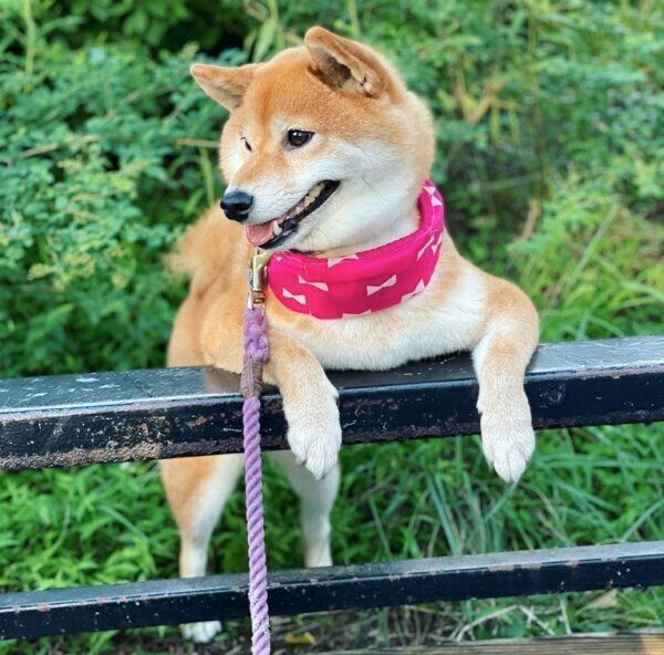 お散歩を楽しむエマちゃん