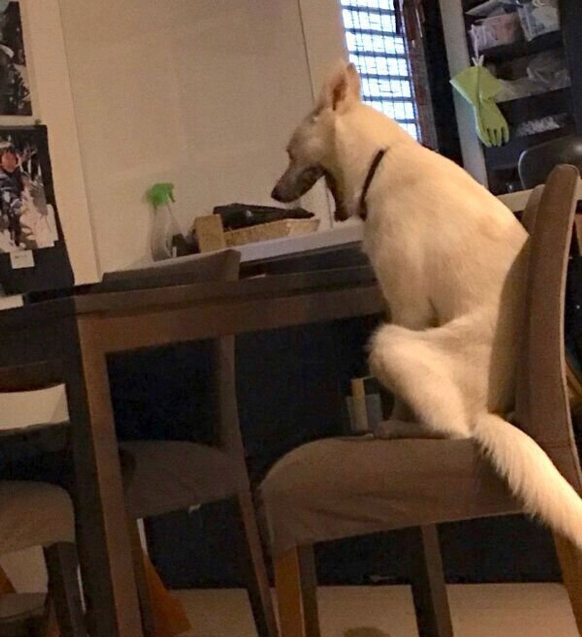 朝5時から朝食を待つ犬 の姿が大反響 無言の圧力がジワジワくる 笑 いぬのきもちweb Magazine 朝5時から朝食を待つ犬 の姿が大反響 無言の圧力がジワジワくる 笑 いぬのきもちweb Magazine
