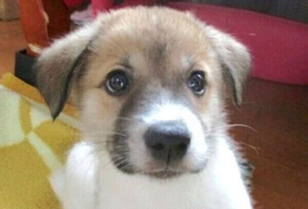 動物愛護センターで生まれた子犬 優しい先住犬猫のいる家に迎えられ たくさんの癒しをもたらす存在に いぬのきもちweb Magazine 動物愛護センターで生まれた子犬 優しい先住犬猫のいる家に迎えられ たくさんの癒しをもたらす存在に いぬのきもちweb Magazine