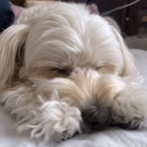 Mix（小型犬）のむぎくん♪