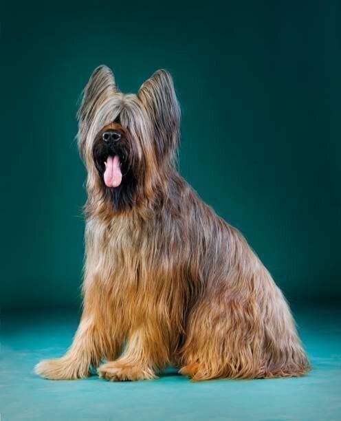 ブリアードの特徴 性格 最新価格と飼い方 いぬのきもち 犬図鑑 いぬのきもちweb Magazine