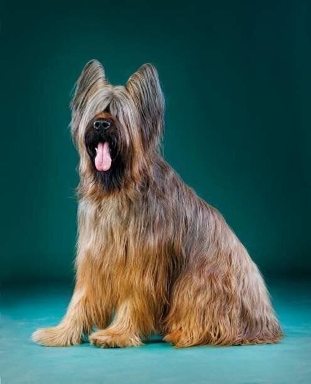 ブリアードの特徴 性格 最新価格と飼い方 いぬのきもち 犬図鑑 いぬのきもちweb Magazine ブリアードの特徴 性格 最新価格と飼い方 いぬのきもち 犬図鑑 いぬのきもちweb Magazine