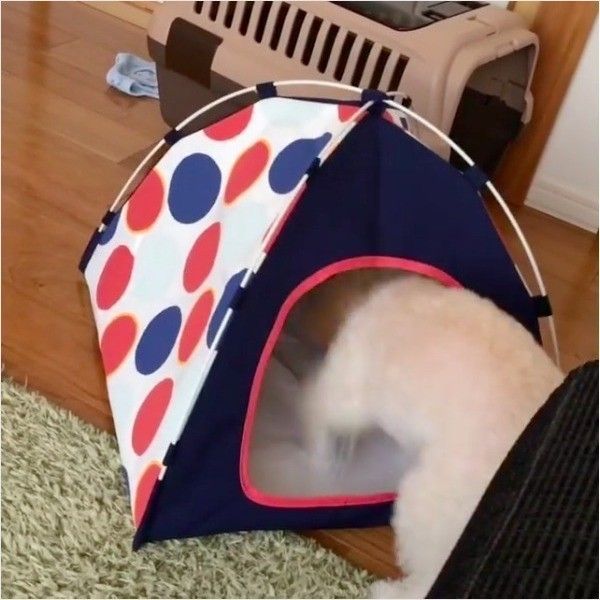 トイ・プードル