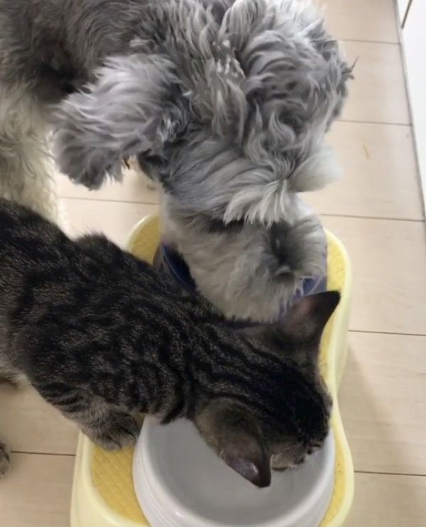 猫と一緒にゴハンを食べる犬