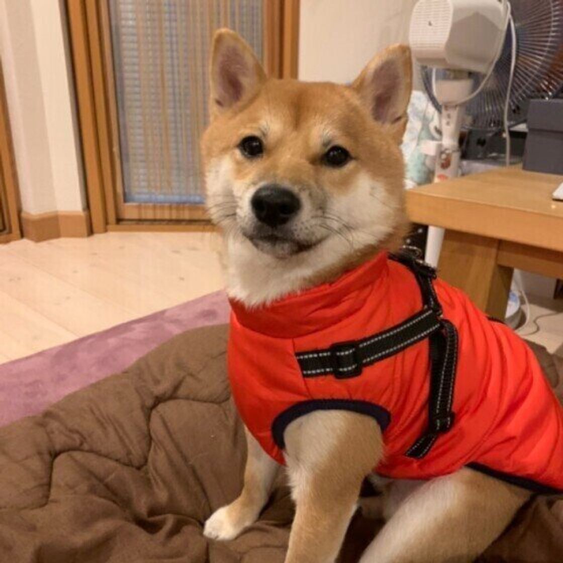 犬の ヒートショック の対処法 起こりやすい犬の特徴は 散歩時 お風呂時にも注意が必要 いぬのきもちweb Magazine 犬の ヒートショック の対処法 起こりやすい犬の特徴は 散歩時 お風呂時にも注意が必要 いぬのきもちweb Magazine