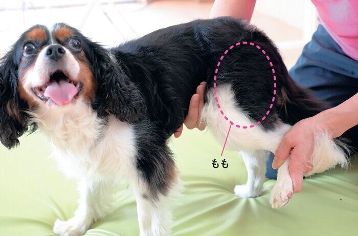 後ろ足を持ち上げられる犬