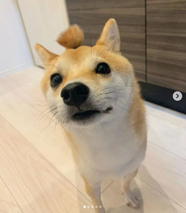 見つめるきなこちゃん