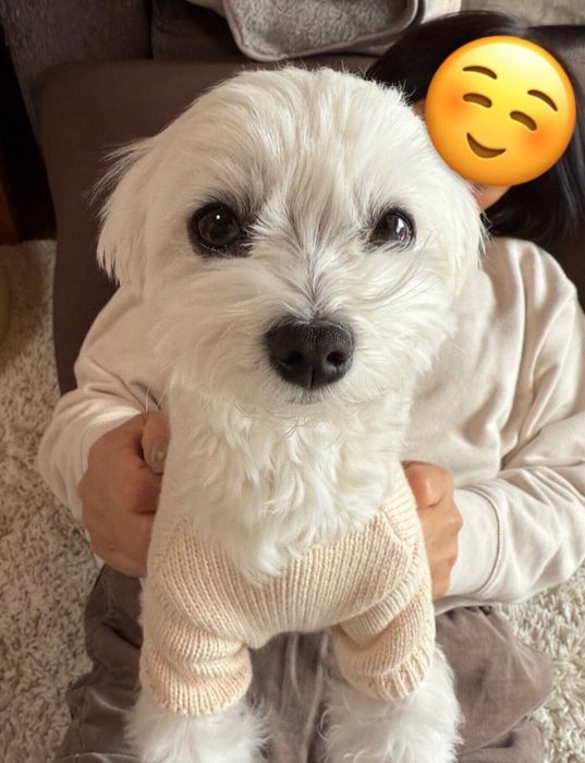飼い主さんの上に乗るポッケちゃん