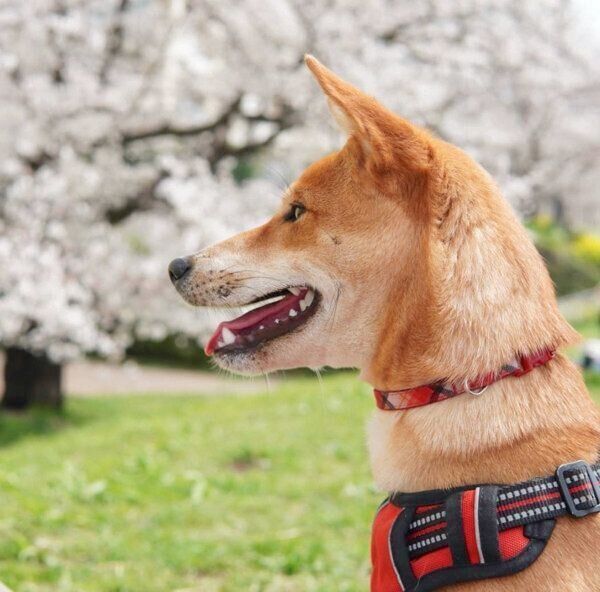 笑顔が可愛いごぅちゃん