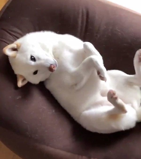 ベッドでくつろぐ柴犬