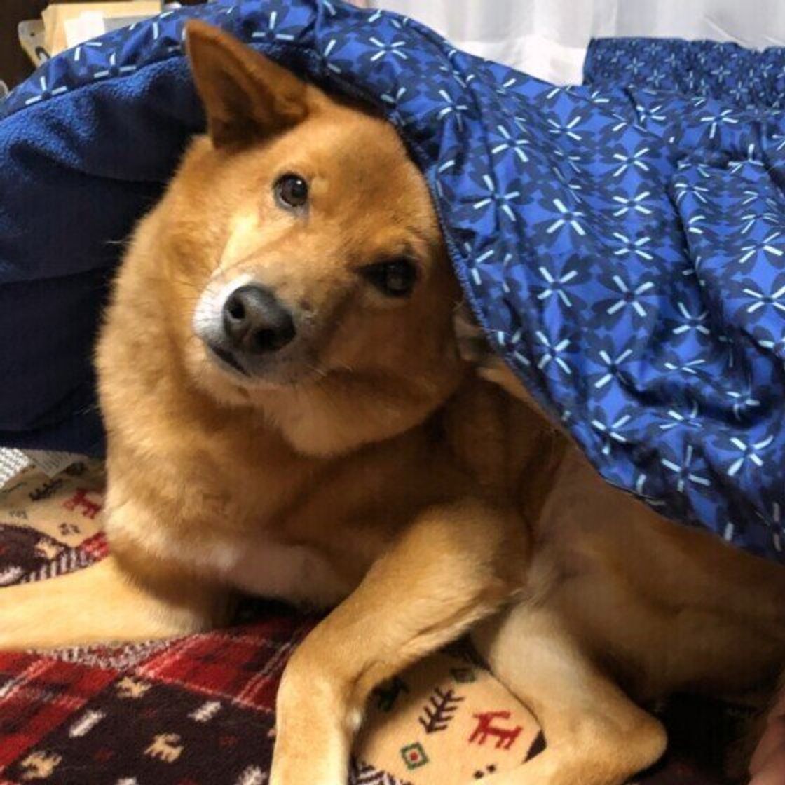寒い時期の犬の留守番で 部屋の暖房はつける派 つけない派 意見が割れる結果に いぬのきもちweb Magazine 寒い時期の犬の留守番で 部屋の暖房はつける派 つけない派 意見が割れる結果に いぬのきもちweb Magazine