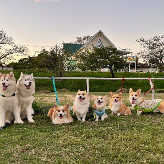 愛犬が室内で「マーキング」をする場合の対処法は？ いぬのきもち