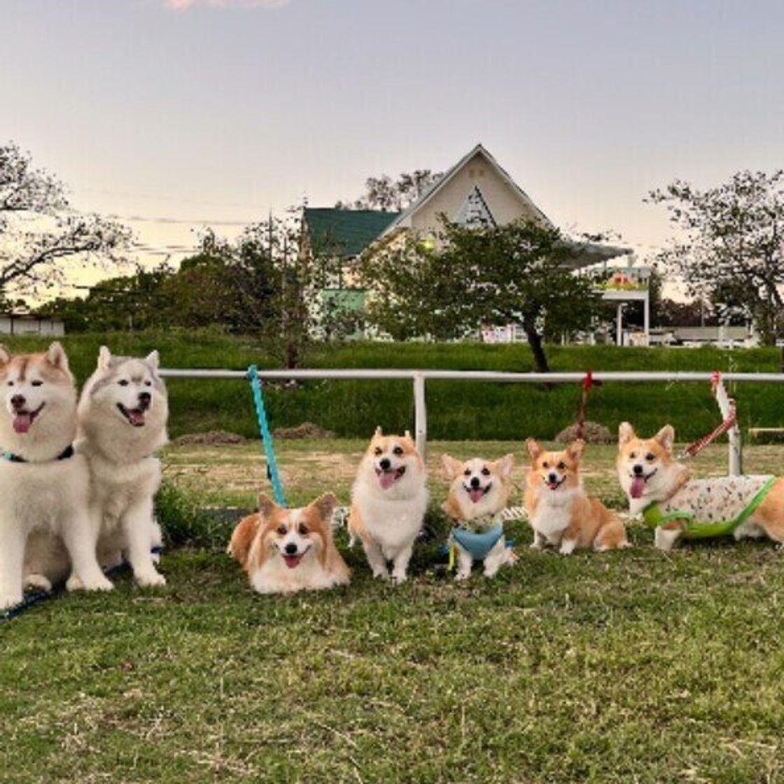 犬が室内で マーキング をする場合 対処法は いぬのきもちweb Magazine 犬が室内で マーキング をする場合 対処法は いぬのきもちweb Magazine