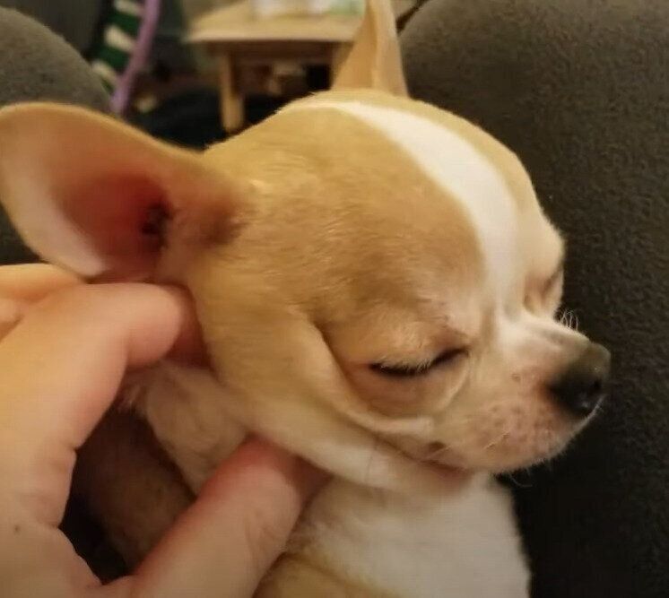 眠そうなスムースチワワ