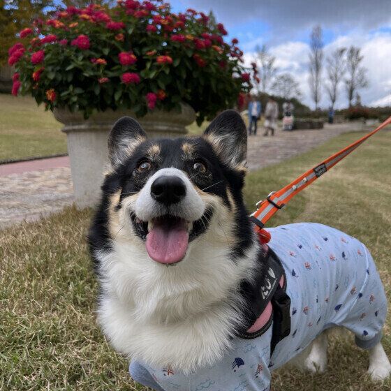 犬が毛を「ボワッ」と逆立てるのはなぜ？ 犬に逆毛がみられる理由と対処法 いぬのきもち