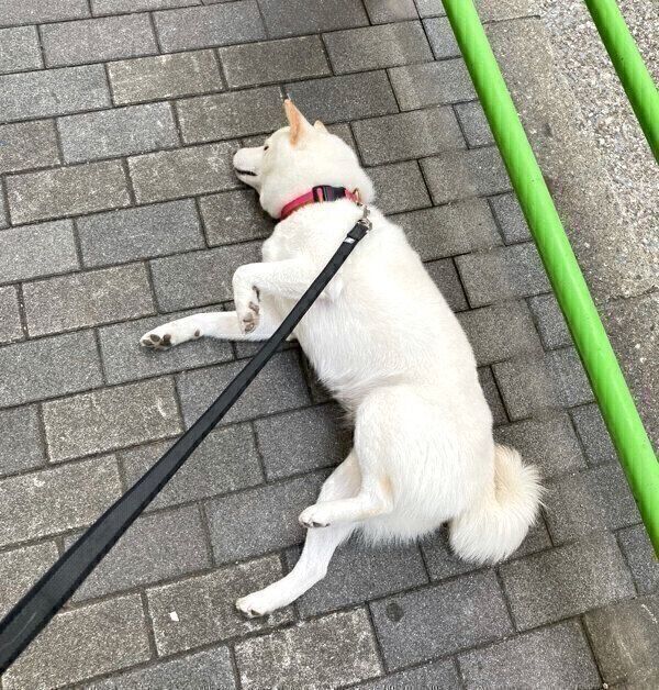 道端で横たわるゆきみちゃん