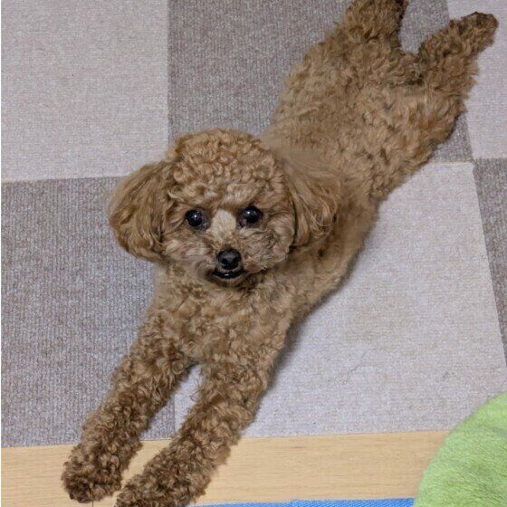 手足を伸ばすトイ・プードル