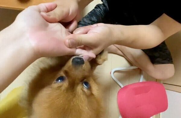 飼い主さんの手をなめるポコちゃん