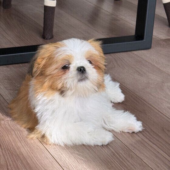 眠たそうな表情のワンちゃん