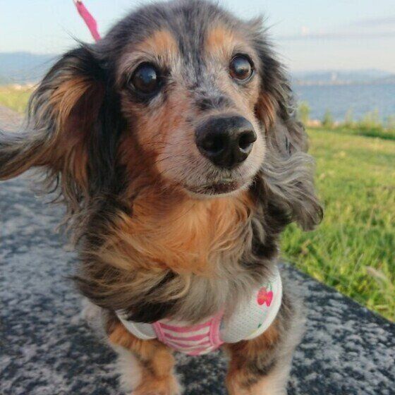 愛犬の寿命を延ばすためにできる3つのヒケツとは？ いぬのきもち