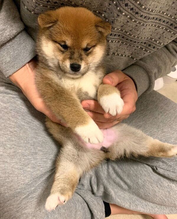 子犬時代のはなちゃん