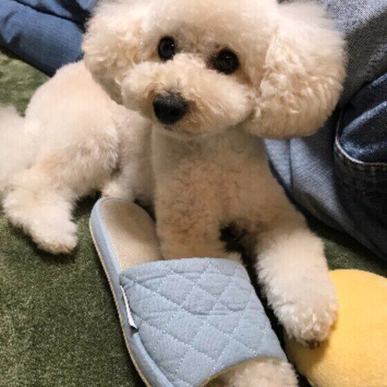 見つめるトイ・プードル