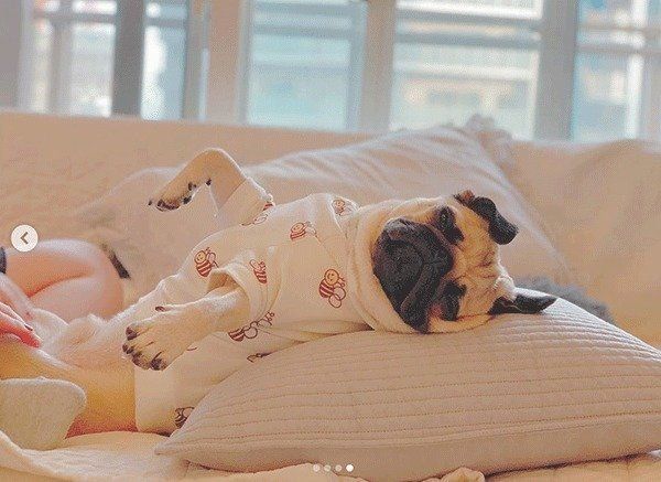 見つめるぱぐぞうくん