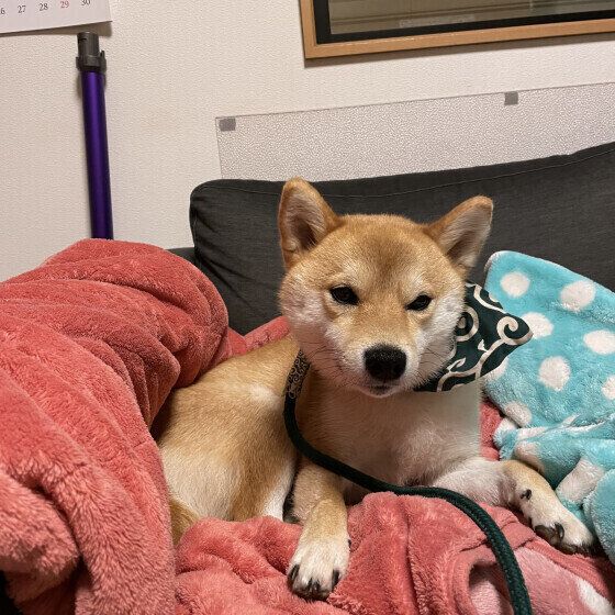 愛犬と過ごす冬の室温、暑過ぎていない？ 寒い時季に暖房を使用する際の注意点 いぬのきもち