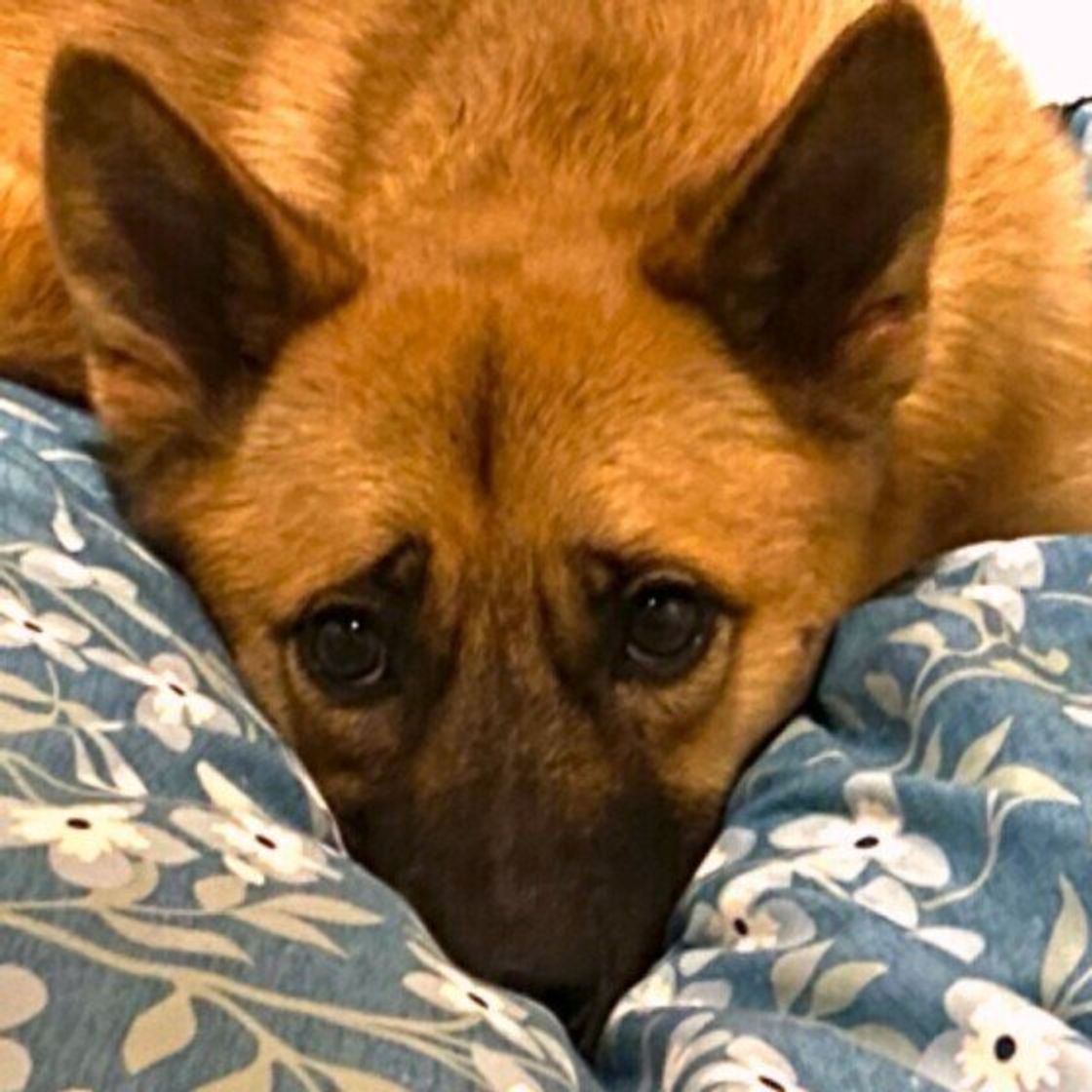 しっぽを振る イヤですサイン 勘違いしやすい犬の意思表示 いぬのきもちweb Magazine しっぽを振る イヤですサイン 勘違いしやすい犬の意思表示 いぬのきもちweb Magazine