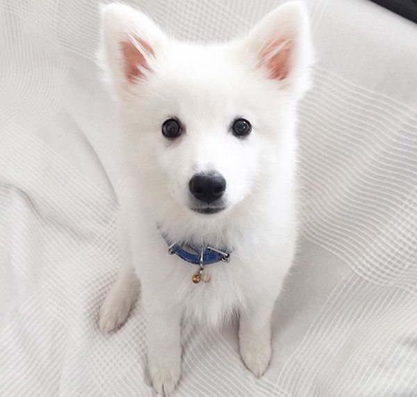 獣医師 動物看護師が告白した トンデモ飼い主さん の言動 心当たり ないですか いぬのきもちweb Magazine