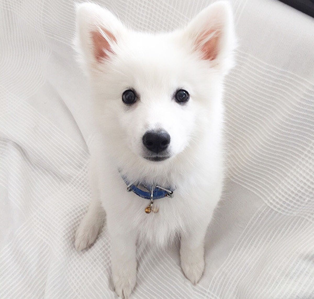 獣医師 動物看護師が告白した トンデモ飼い主さん の言動 心当たり ないですか いぬのきもちweb Magazine 獣医師 動物看護師が告白した トンデモ飼い主さん の言動 心当たり ないですか いぬのきもちweb Magazine