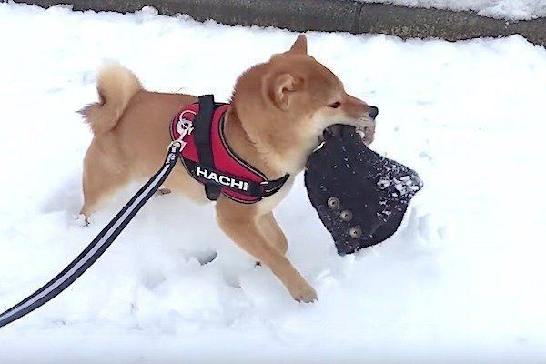 雪道ではしゃぐ柴犬
