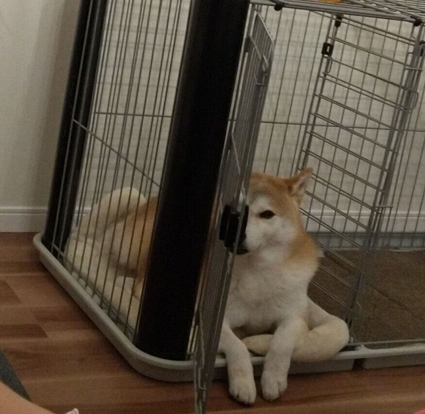 柴犬タロさんのお留守番中 ペットカメラに映っていたのは ウサギ 連載 モフモフ柴とプニプニ娘 第1話 いぬのきもちweb Magazine 柴犬タロさんのお留守番中 ペットカメラに映っていたのは ウサギ 連載 モフモフ柴とプニプニ娘 第1話 いぬのきもちweb Magazine