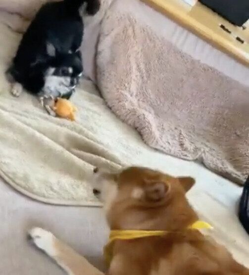 おもちゃをはさんだミニちゃんとすずちゃん