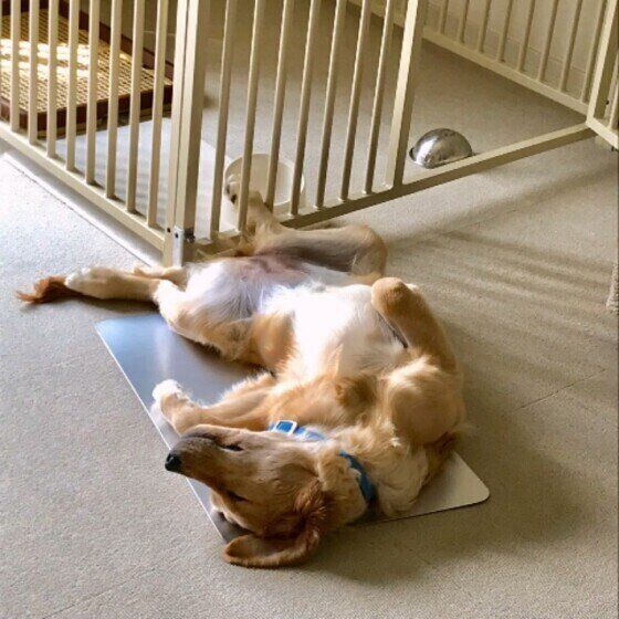 ゴールデン・レトリーバーのレオちゃん