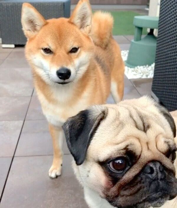 飼い主さんのもとにやってきたラルくんとアキちゃん