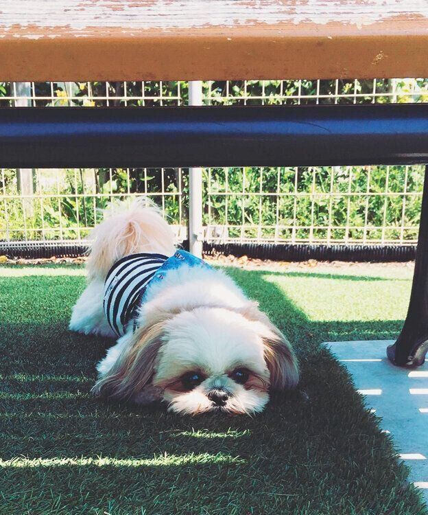 シーズー・マロンくん・ぺたんこ