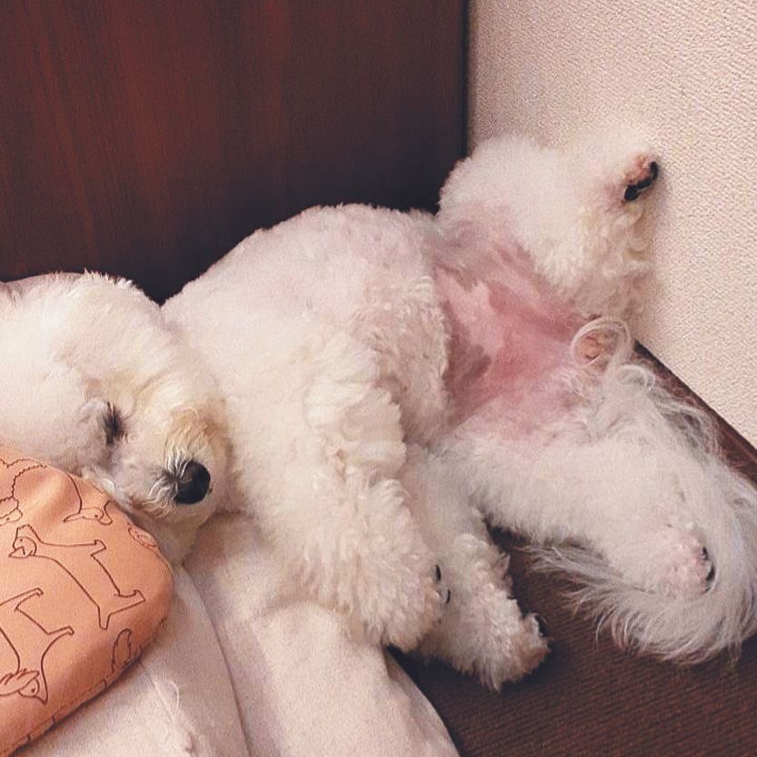 琥珀ちゃん（メス・２才／ 7.0㎏／ビション・フリーゼ）